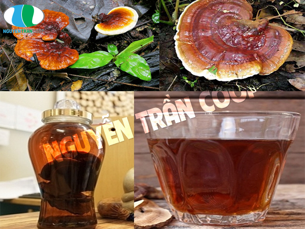 Cảnh báo hậu quả khi dùng Nấm Lim Xanh giá rẻ