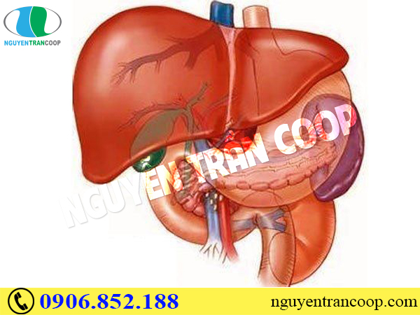 Cây An Xoa chữa bệnh gan, đơn giản mà hiệu quả
