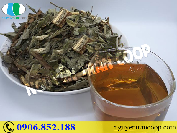 Cây An Xoa chữa bệnh gan, đơn giản mà hiệu quả