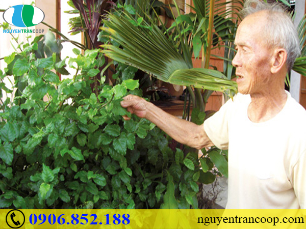 Có nên dùng cách chữa ung thư bằng thuốc nam hay không?