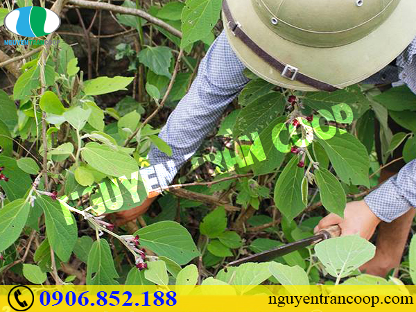 Có tác dụng phụ của Cây An Xoa hay không?