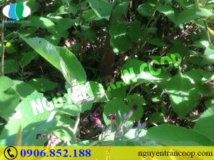 Có tác dụng phụ của Cây An Xoa hay không?