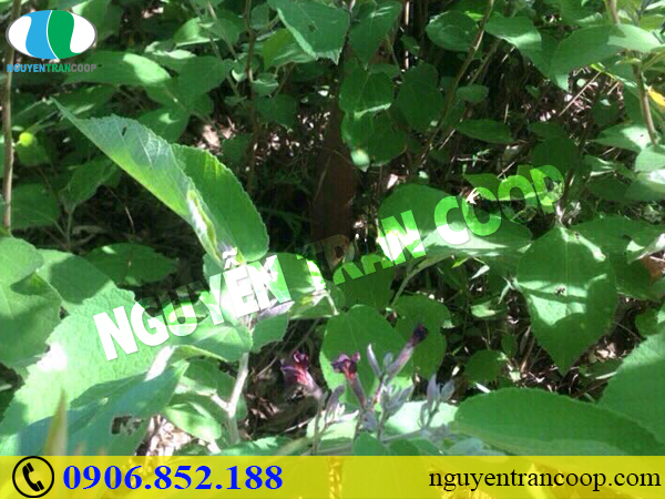 Có tác dụng phụ của Cây An Xoa hay không?