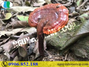 Gây hại cho sức khỏe chỉ vì lạm dụng Nấm Lim Xanh