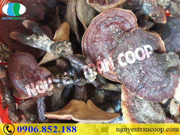 Gây hại cho sức khỏe chỉ vì lạm dụng Nấm Lim Xanh