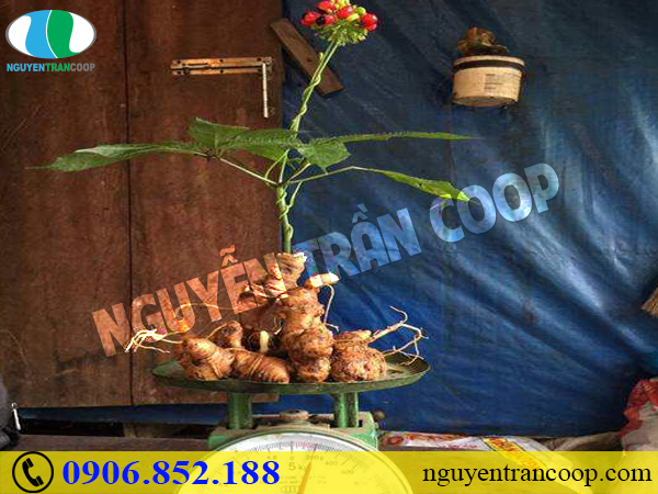 Giá bán Sâm Ngọc Linh hiện nay là bao nhiêu?