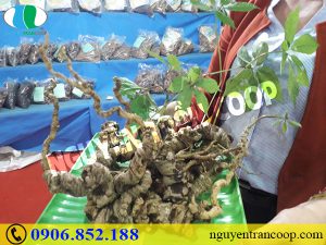 Giá bán Sâm Ngọc Linh hiện nay là bao nhiêu?