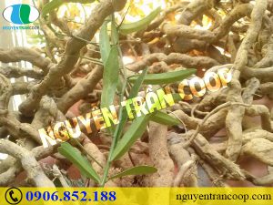 Hé lộ bất ngờ về nguyên nhân tử vong trong ung thư