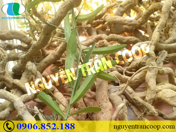 Hé lộ bất ngờ về nguyên nhân tử vong trong ung thư