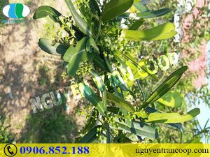 Hóa trị chữa ung thư và những điều cần biết