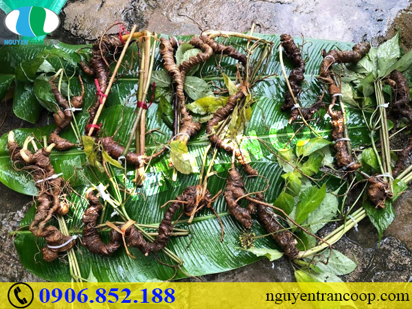 Khắc phục ngay sức khỏe yếu kém bằng trà Sâm Ngọc Linh