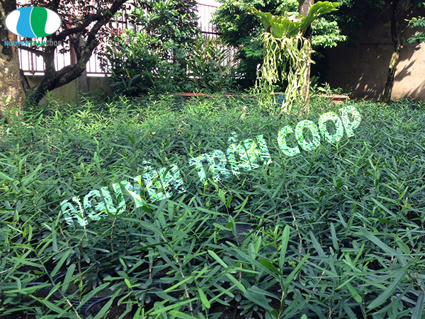 Làm cách nào để mua Xáo Tam Phân chính gốc?