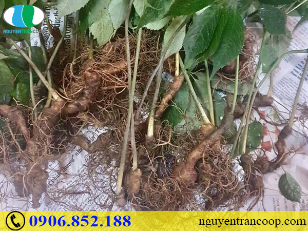 Làm thế nào để nhận biết tuổi của Sâm Ngọc Linh?