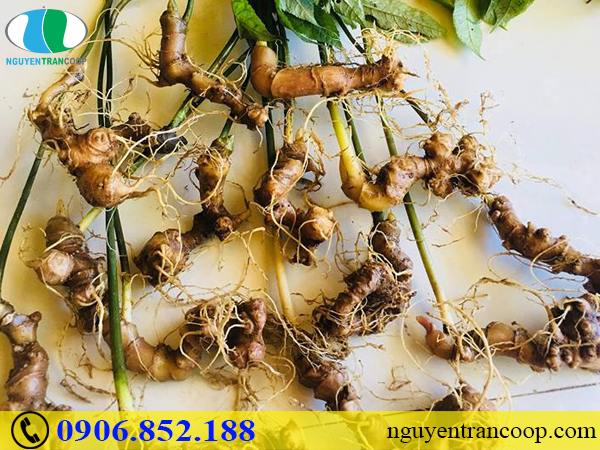 Làm thế nào để nhận biết tuổi của Sâm Ngọc Linh?