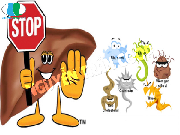 Lao đao tìm thuốc chữa bệnh gan