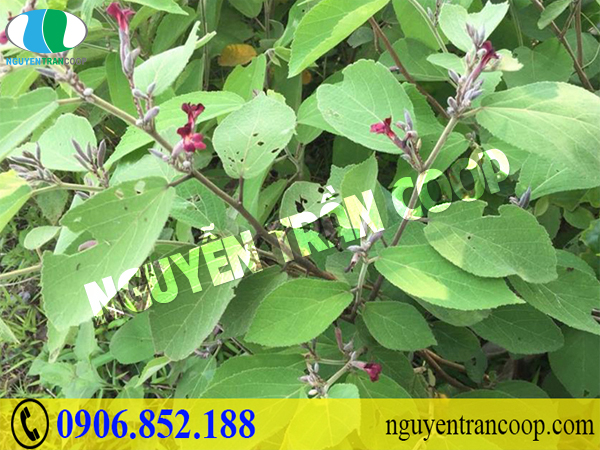 Lao đao tìm thuốc chữa bệnh gan