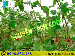 Mách bạn những cây thuốc nam chữa bệnh gan hữu hiệu