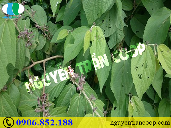 Mách bạn những cây thuốc nam chữa bệnh gan hữu hiệu