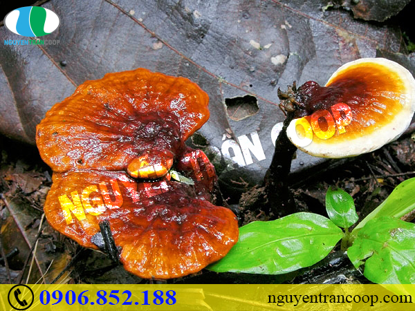 Mách bạn những cây thuốc nam chữa bệnh gan hữu hiệu