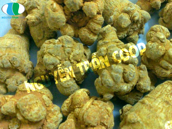 Mẹo hay phân biệt Tam Thất Bắc thật giả