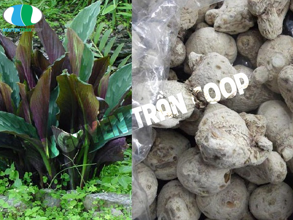 Mẹo hay phân biệt Tam Thất Bắc thật giả