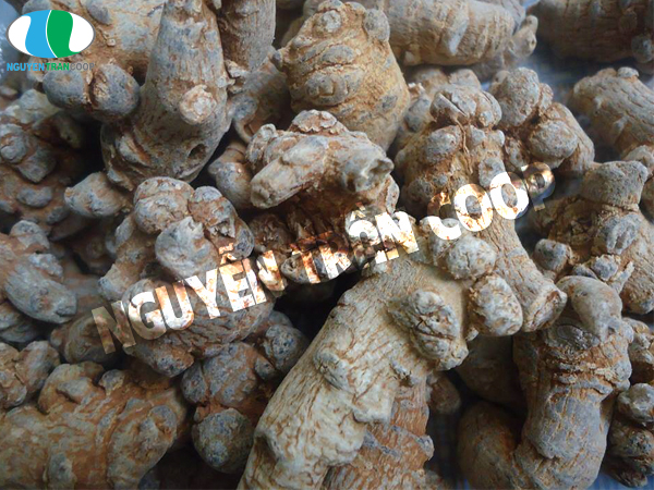 Mẹo hay phân biệt Tam Thất Bắc thật giả