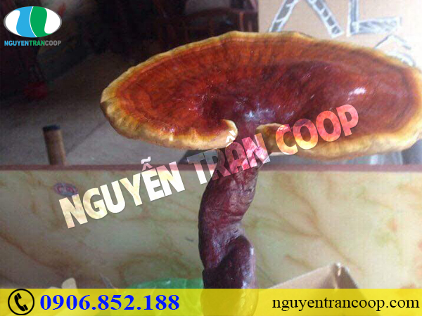 Nấm Lim Xanh chữa cao huyết áp có hiệu quả không?