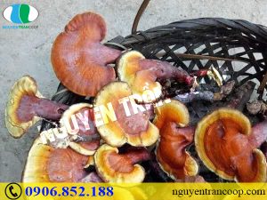 Nấm Lim Xanh chữa cao huyết áp có hiệu quả không?