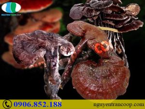 Nấm Lim Xanh giá bao nhiêu tiền?