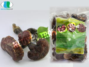 Nấm Lim Xanh giá bao nhiêu tiền?