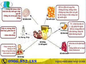 Tác dụng của Triterpenes có trong thành phần Nấm Lim Xanh là gì?