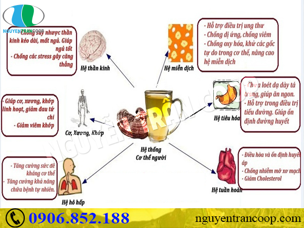 Tác dụng của Triterpenes có trong thành phần Nấm Lim Xanh là gì?