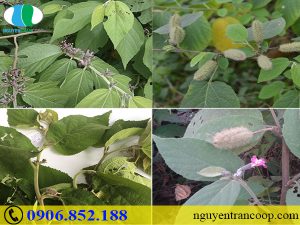 Người bệnh gan có nên ăn trứng hay không?