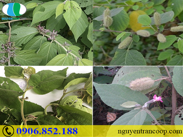 Người bệnh gan có nên ăn trứng hay không?