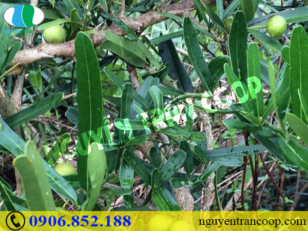 Phải làm thế nào khi bị rụng tóc sau hóa trị?