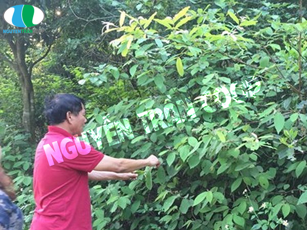 Phụ nữ có bầu có uống Cây An Xoa được không?