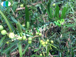 Sự thật về Xáo Tam Phân - Có phải là tiên dược chữa ung thư?