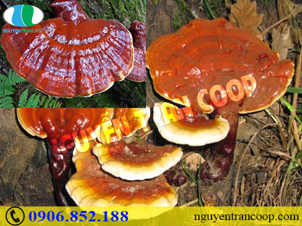 Tác dụng của Triterpenes có trong thành phần Nấm Lim Xanh là gì?