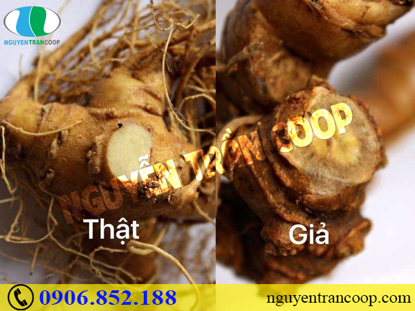 Tam Thất Bắc giả được làm từ cây gì?