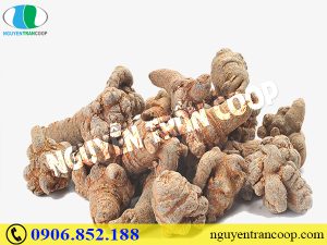 Tam Thất Bắc giả được làm từ cây gì?