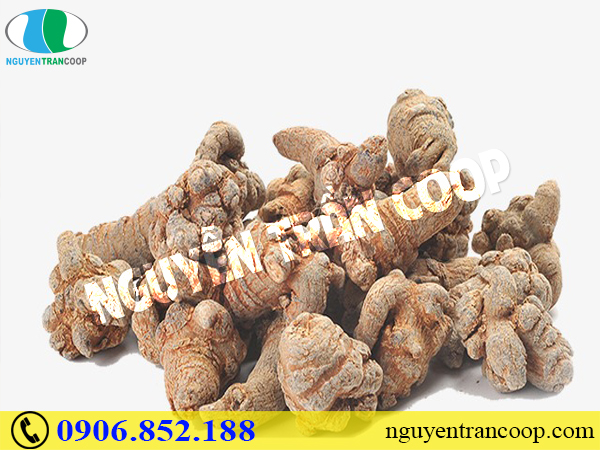 Tam Thất Bắc giả được làm từ cây gì?