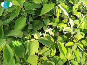 Thành phần tạo nên tác dụng của Cây An Xoa đáng kinh ngạc