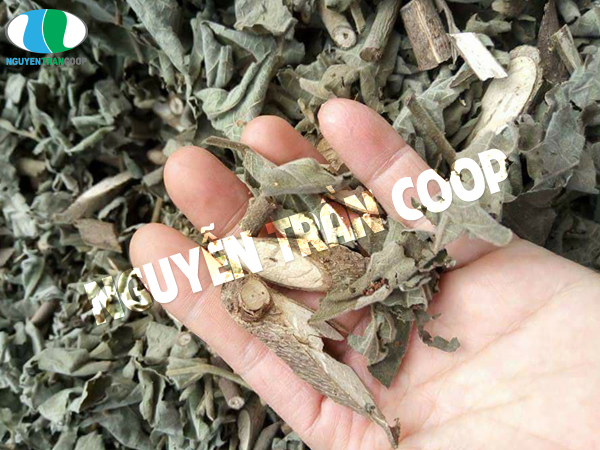 Thành phần tạo nên tác dụng của Cây An Xoa đáng kinh ngạc