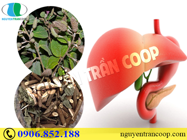 Thay đổi lối sống giúp phòng ngừa men gan cao hiệu quả