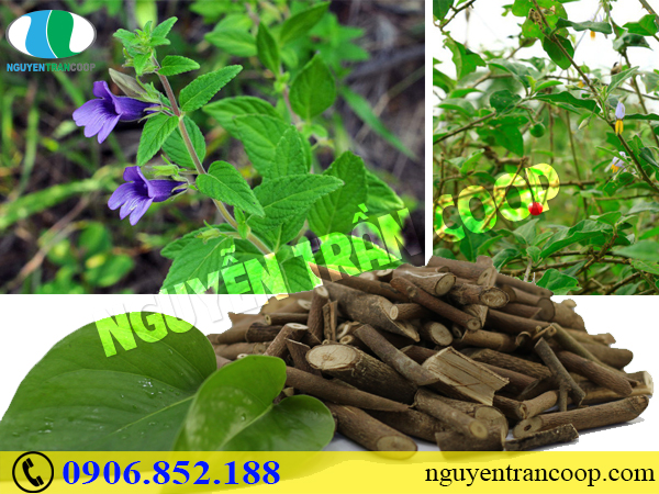 Thực hư của những bài thuốc nam chữa viêm gan B?