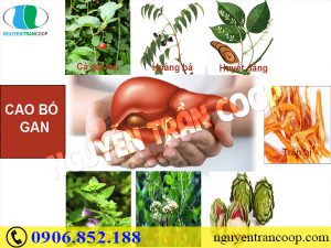 Thực hư của những bài thuốc nam chữa viêm gan B?