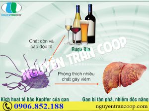 Vô vàn tác hại của rượu bia với gan ai cũng nên tránh