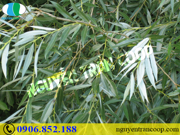 5 loại thảo dược trị mụn hiệu quả từ dân gian