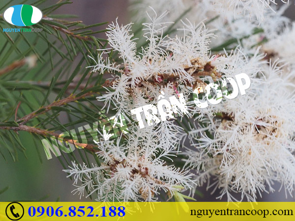 5 loại thảo dược trị mụn hiệu quả từ dân gian