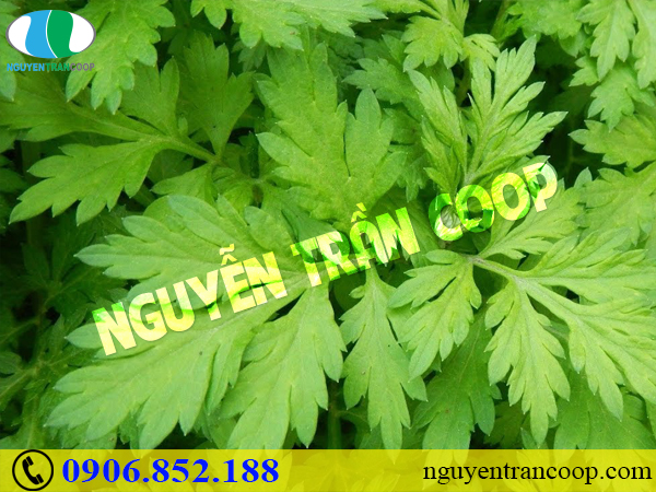 5 loại thảo dược trị mụn hiệu quả từ dân gian